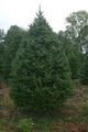 Grant Rhodenizer Tree Yard image 2