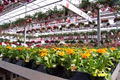 Grobe's Nursery and Garden Centre image 2