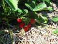 Grunthal Berries and Vegetables image 5