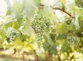 Hainle Vineyards Estate Winery image 1