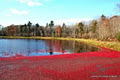 Johnston's Cranberry Marsh image 3