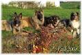 Khoof-Shaw Dog Training & Services image 3