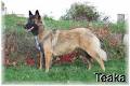 Khoof-Shaw Dog Training & Services image 4