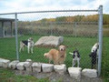 Kozy Kennels image 2