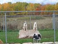 Kozy Kennels image 4