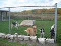 Kozy Kennels image 6