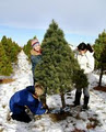 Mason Family Farm Christmas Trees image 5