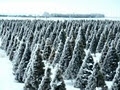 Mason Family Farm Christmas Trees image 1