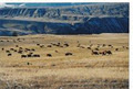 Mesa Vista Naturals image 3