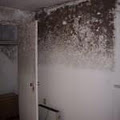 Mold.ca image 3