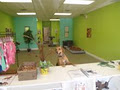 Mr Paws Grooming & Doggy Daycare image 2