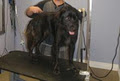 Mr Paws Grooming & Doggy Daycare image 4