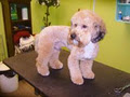 Mr Paws Grooming & Doggy Daycare image 6