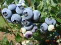 Muskoka Blueberries image 2