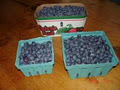Muskoka Blueberries image 4