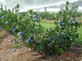 Muskoka Blueberries image 1
