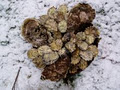 Okeover Organic Oysters image 1