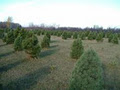 Quesnel Christmas Trees image 2