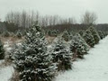 Quesnel Christmas Trees image 4