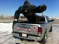 SILVERBACK image 3