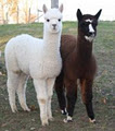 SanGrall Alpaca image 1