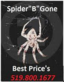 Spider "B" Gone image 1