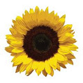 Sunflower Esthetics logo