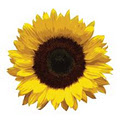 Sunflower Esthetics image 1