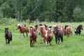 Tolt Away Icelandic Horse Farm image 3