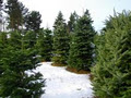 Valley View Tree Farm image 4