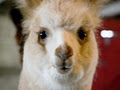 Victory Farm Alpacas image 2
