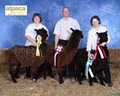 Victory Farm Alpacas image 3