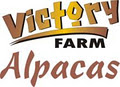 Victory Farm Alpacas image 4