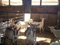 gordonsgoatdairy image 3