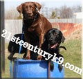 21st Century K9 image 2