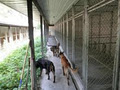 780 Kennels image 4