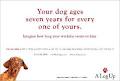 A Leg Up Dog Walking & Pet Sitting Services image 4