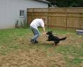 A Pawsitive Experience Pet Boarding Kennel image 3