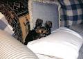 Adanta Yorkshire Terriers image 3