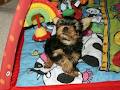 Adanta Yorkshire Terriers image 4