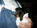 Adanta Yorkshire Terriers image 6