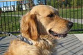 Adele's Doggie Daycare logo
