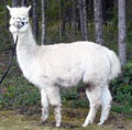 Alpacas of the Coast logo