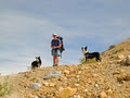 Alpine Hound Adventure Tours image 1