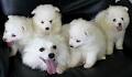 American Eskimo Kennels image 2