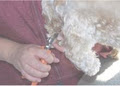 Anastasia's Canine Grooming image 2