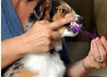 Anastasia's Canine Grooming image 3