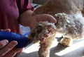 Anastasia's Canine Grooming image 4