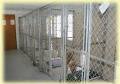 Ann Savoy's Country Kennels image 2