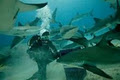 AquaSub Scuba Diving Centre image 6